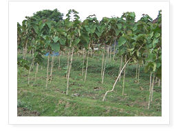 Anuradhapura Land for sale/rent